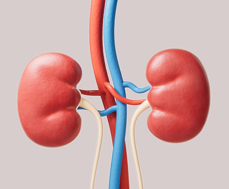 nephrology
